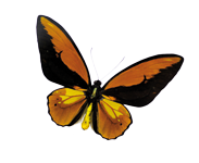 schmetterling