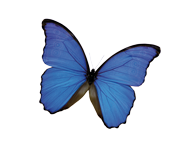 schmetterling