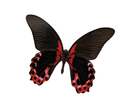 schmetterling