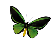 schmetterling