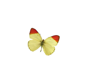 schmetterling