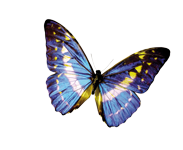 schmetterling