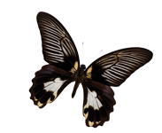 schmetterling