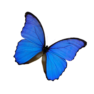 Schmetterling